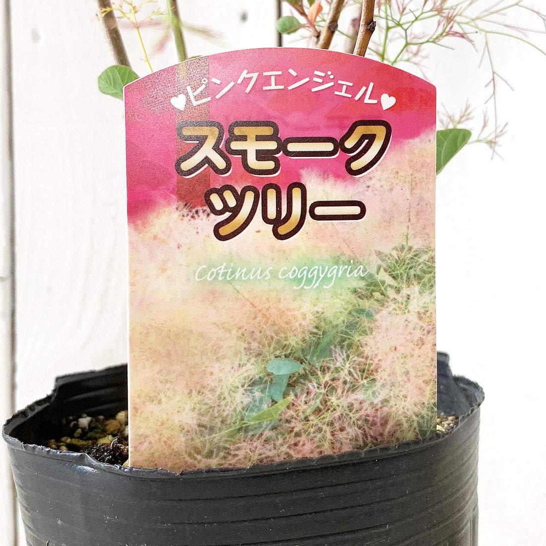 Amazon | スモークツリー・ピンク エンジェル 3年生苗 | 花